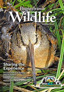 Picture of the Front Cover of the Summer 2023 PA Wildlife Magazine